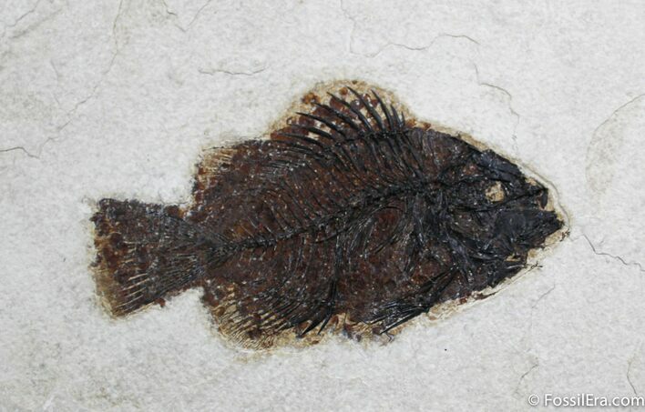 Inch Priscacara Liops Fossil Fish #803